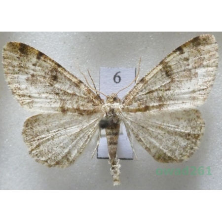 Parectropis similaria (Hufnagel, 1767) Czech6